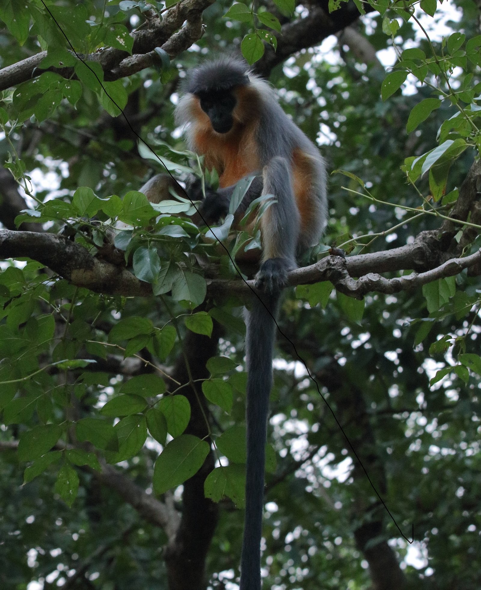 Capped langur