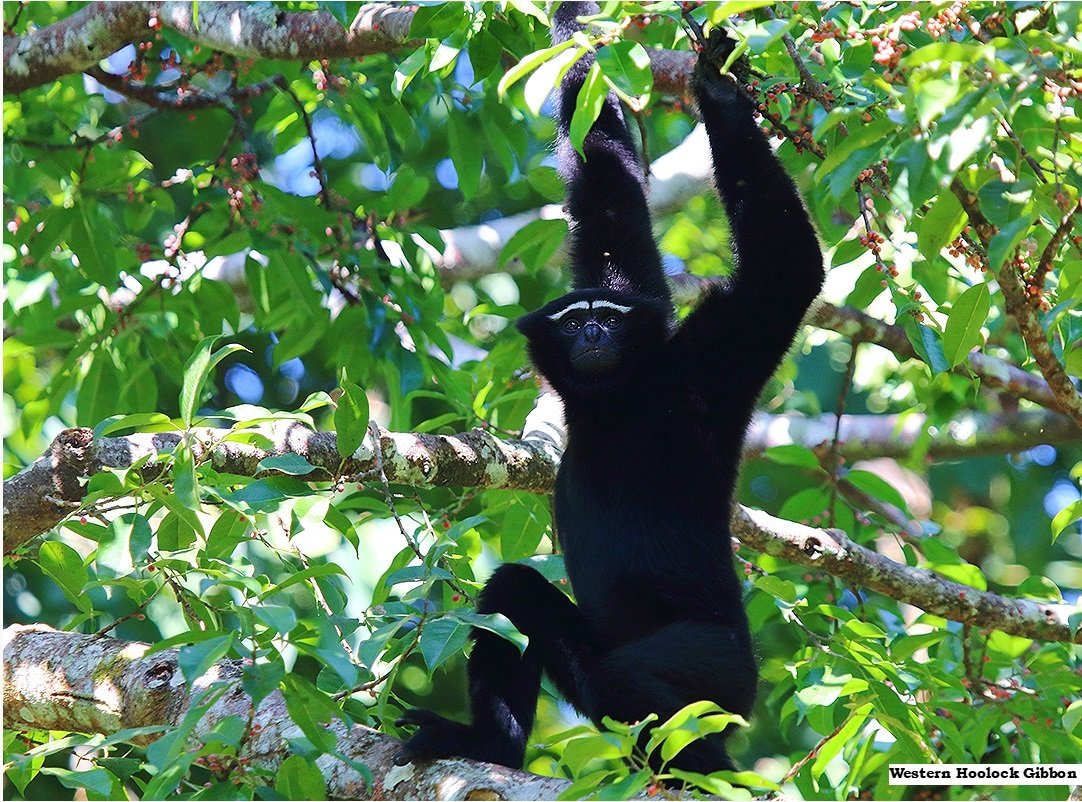 Hoolock gibbon