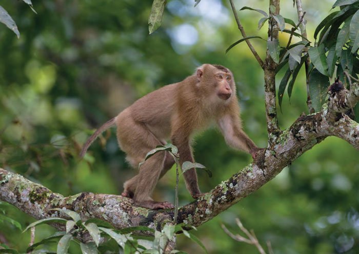 Pig tailed macaque